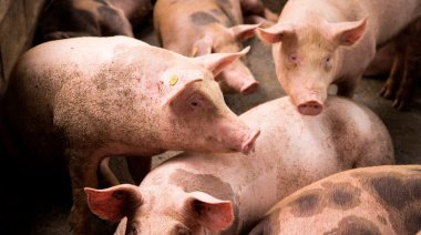 El municipio refuerza la prevención contra la triquinosis