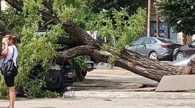 Necochea bajo alerta: Fuertes vientos derribaron un árbol y un poste en el centro