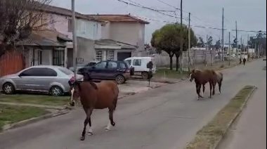 La peligrosidad de los caballos sueltos en Necochea: Un problema urgente para el tránsito