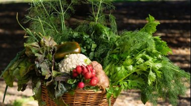 Sabe la Tierra Online: Lanzan un mercado virtual para productores locales