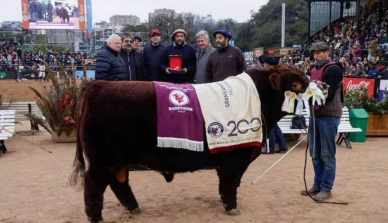 El toro campeón de la Expo Rural 2023 pertenece a un ingeniero de Juan ...