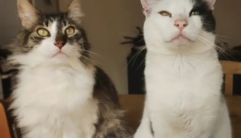 Se va a vivir al exterior y deja a sus gatos en adopción con una serie de estrictas condiciones