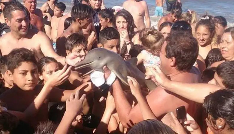 Buscan sancionar el maltrato a mamíferos marinos en las playas bonaerenses