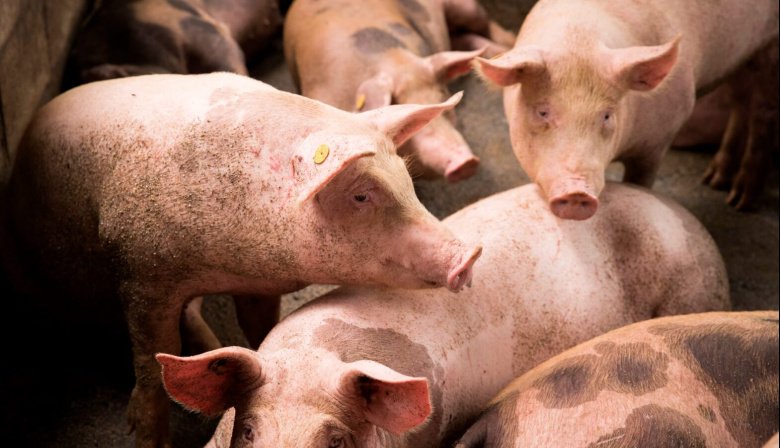 El municipio refuerza la prevención contra la triquinosis