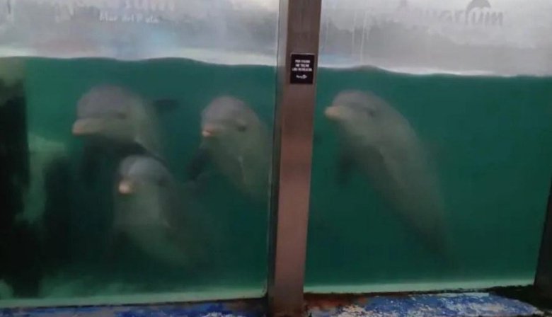 Aquarium bajo sospecha: Denuncias e investigación por posible abandono de animales