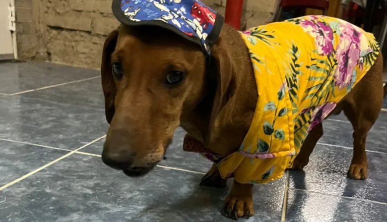 Neuquén: Un hombre fue multado porque sus perros salchicha le ladraron a una mujer en moto