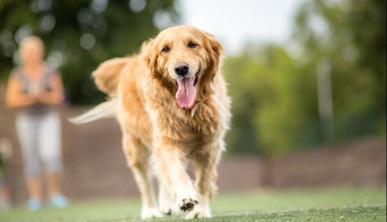 Un estudio reveló que los golden retriever son los perros más felices del mundo