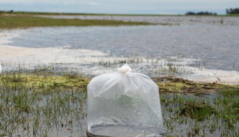 San Cayetano siembra 20 mil alevinos de pejerrey en sus lagunas