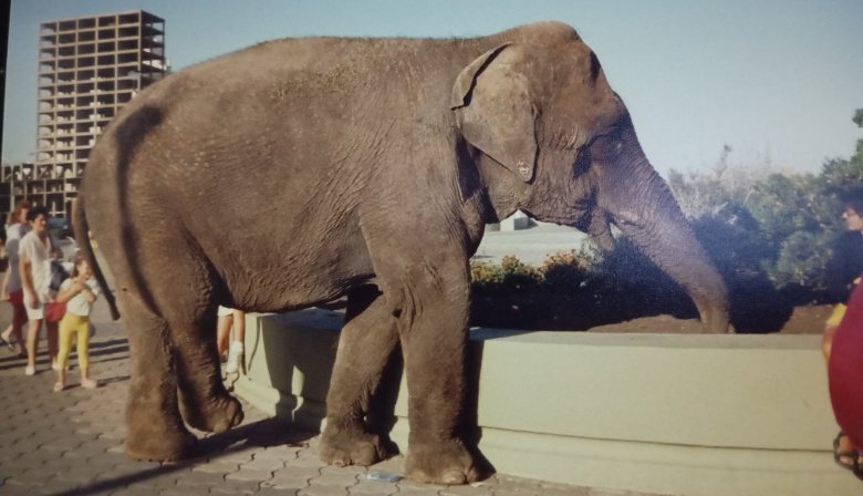 Fotos en los 90's: La Paella gigante y un elefante paseando por la Rambla de Necochea