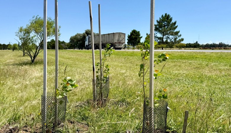 Plantaron casi 600 árboles que absorverán 6 toneladas de CO2 al año