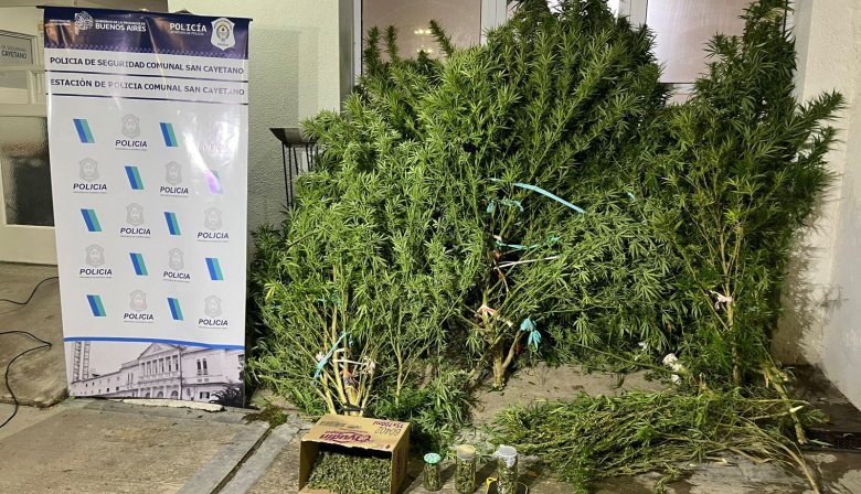 San Cayetano: Allanaron un domicilio y secuestraron marihuana