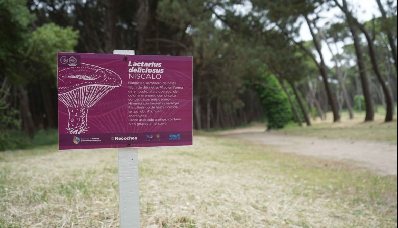 Taller gratuito sobre hongos para celebrar el Día de la Micología