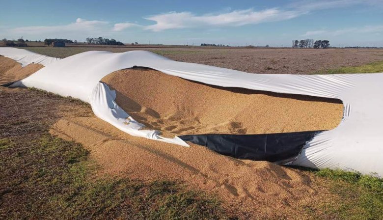 Vandalismo rural: El Congreso debatirá un proyecto para endurecer las penas por ataques al campo
