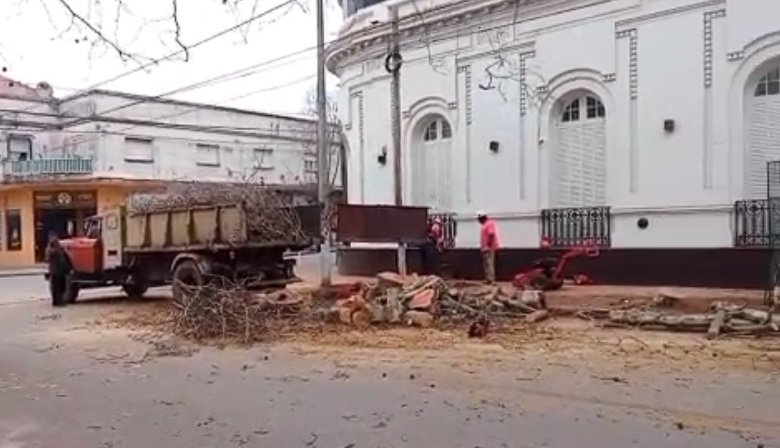 Domingo de motosierra: Arrancaron dos árboles centenarios y un importante funcionario supervisó los trabajos