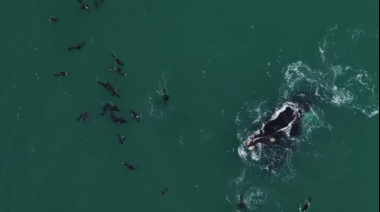 Impresionante video de dos ballenas jugando con lobos marinos en Quequén