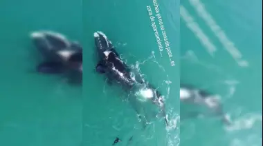 Video: Filmaron por primera vez a ballenas apareándose frente a las costas de Necochea