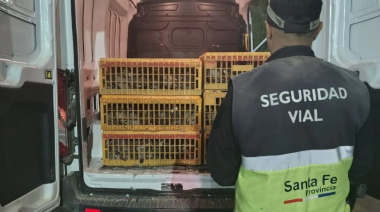 Incautaron 720 palomas que eran trasladadas hacia Necochea