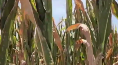 CARBAP denuncia la difícil situación del campo por la sequía y las altas retenciones impositivas: “No es de llorones”