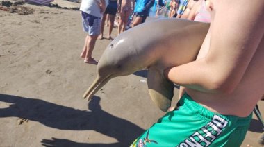 Indignación en Mar del Tuyú: Un delfín murió tras ser retirado del agua por turistas