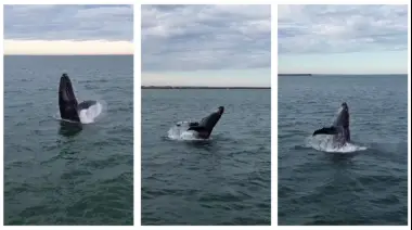 Video: Comenzó la temporada de ballenas en Necochea con un espectacular avistaje de jorobadas