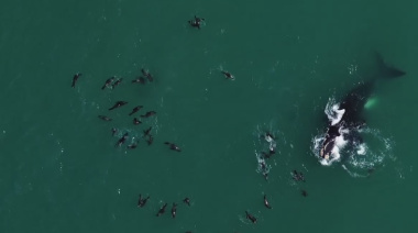 Necochea podría convertirse en el centro de avistaje de ballenas más grande de la provincia