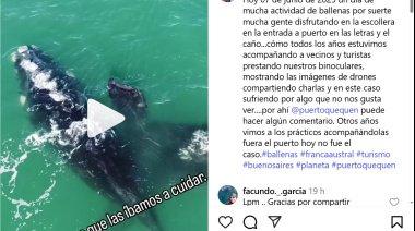Ballenas en Puerto Quequén: Grabaron un incidente con un carguero y sobrevuela el fantasma de los fakes y la IA
