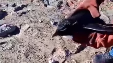 Rescataron a un pingüino con machas de petróleo en Quequén: Permanece en observación