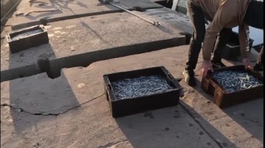 Pesca espectacular en Necochea: Sacaron varios cajones de cornalitos desde la Esco