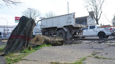 "Obras" en tiempos de Milei: Removieron árboles podridos en un estacionamiento de avenida 59