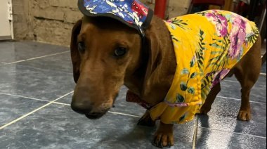 Neuquén: Un hombre fue multado porque sus perros salchicha le ladraron a una mujer en moto