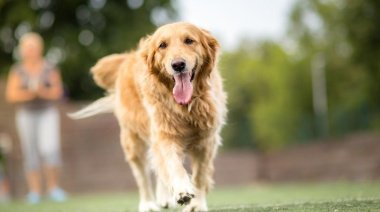 Un estudio reveló que los golden retriever son los perros más felices del mundo