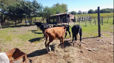 Robaron en un campo de ruta 86