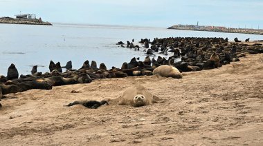 Nació un elefante marino el Puerto y desde el Consorcio piden a la gente no acercarse