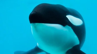 Falleció en Mundo Marino la única orca que vivía en cautiverio en Argentina