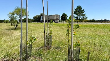 Plantaron casi 600 árboles que absorverán 6 toneladas de CO2 al año