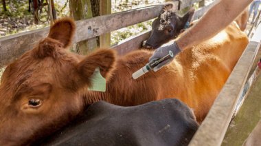 La Sociedad Rural de Lobería comenzó la primera campaña de vacunación antiaftosa 2026
