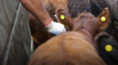 Carbap cuestionó la desregulación de la vacuna contra la aftosa y alertó por posibles riesgos sanitarios
