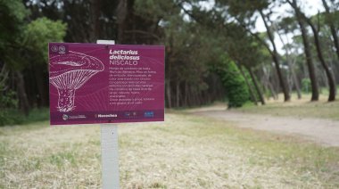 Taller gratuito sobre hongos para celebrar el Día de la Micología