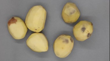 INTA Balcarce presentó una nueva variedad de papa