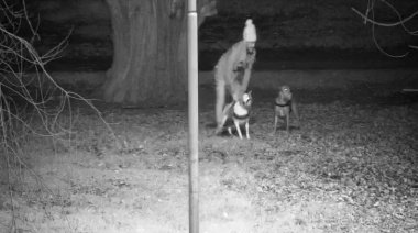 Indignación en Necochea por un caso de maltrato animal