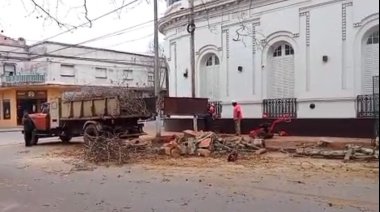 Domingo de motosierra: Arrancaron dos árboles centenarios y un importante funcionario supervisó los trabajos