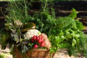 Sabe la Tierra Online: Lanzan un mercado virtual para productores locales