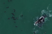 Impresionante video de dos ballenas jugando con lobos marinos en Quequén