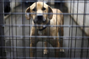 Presentaron un proyecto de ley que aumenta las penas por maltrato animal