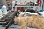 Castraron a 47 mascotas y vacunaron contra la rabia a otras 52 en operativo del Quirófano Móvil