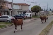 La peligrosidad de los caballos sueltos en Necochea: Un problema urgente para el tránsito