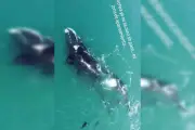 Video: Filmaron por primera vez a ballenas apareándose frente a las costas de Necochea