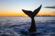 Puerto Quequén presenta el cuarto capítulo de Comunidad Portuaria: Las ballenas en nuestra región