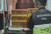 Incautaron 720 palomas que eran trasladadas hacia Necochea