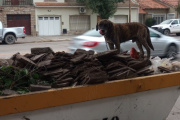 Indignante: Ataron un perro a un contenedor y lo dejaron abandonado en Diagonal San Martín